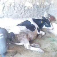 خریدارگاو