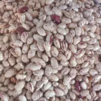 لوبیا چیتی تازه