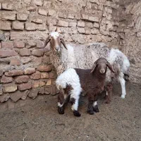 میش زاییده و بره نر|حیوانات مزرعه|بیرجند, |دیوار