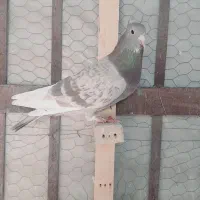 تعدادی کفتر ماده خوشگل