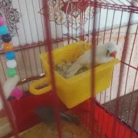 فنچ
