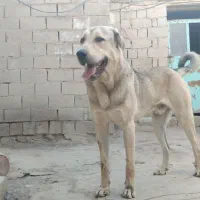 سیمه توله 10 ماهه|سگ|بوکان, |دیوار