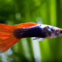 ماهی گوپی مولد تزئینی|ماهی|یزد, |دیوار