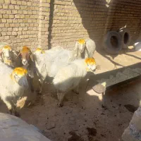 میش بره|حیوانات مزرعه|فیروزآباد (لرستان), |دیوار