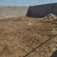 کبوتر|پرنده|میان جلگه, |دیوار