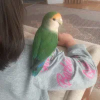 طوطی برزیلی