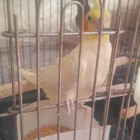 عروس جفت مولد