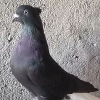 کبوتر رنگه