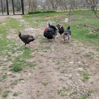 بوقلمون نر و ماده