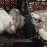 بچه خرگوش