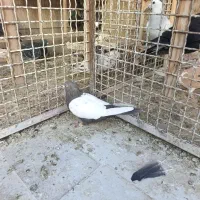 سینه مشکی نر دوکت سفید کفتر پرشی