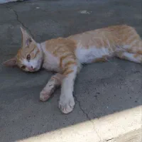 بچه گربه