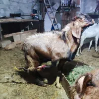 پازن هل عدانی .1ساله|حیوانات مزرعه|بندر گناوه, |دیوار