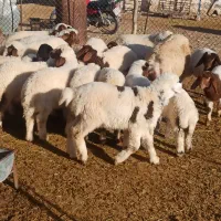 ۲۲ راس میش بره داشتی