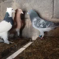 کبوتر کفتر طوقی پلاکی زرد