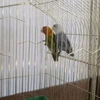 فروش عروس هلندی و طوطی برزیلی|پرنده|بوکان, |دیوار