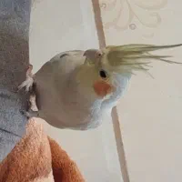 مرغ عروس|پرنده|آران و بیدگل, |دیوار