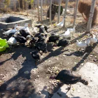 غاز محلی|حیوانات مزرعه|صومای برادوست, |دیوار