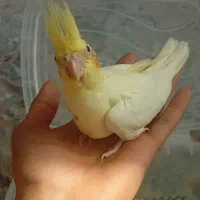 جوجه عروس هلندی
