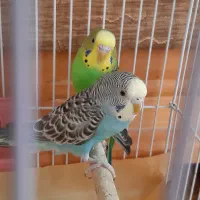 قفس پرنده و طوطی|پرنده|یزد, |دیوار