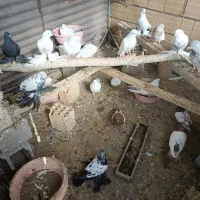 حیوانات مزرعه کبوتر