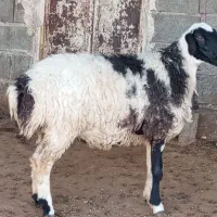 بره ماده قلمه چاق پلمب کم دنبه ویک راس میش بره دار