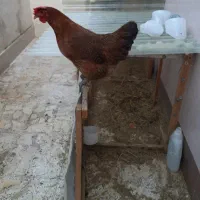 مرغ سالم و جوان سرحال