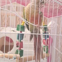 طوطی گرینچیک رام|پرنده|ماهان, |دیوار