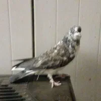 کبوتر تهرانی به شب گرفتم|پرنده|زابل, |دیوار