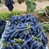 نهال انگور موندراپ