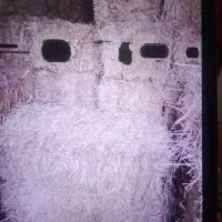 علف‌بهاره‌