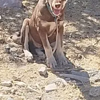 سگ نژاد دار