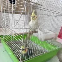 یک جفت عروس هلندی