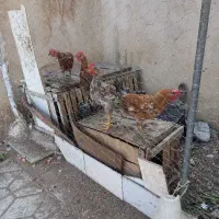 ۴ عدد جوجه خروس