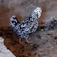 تخم مرغ و جوجه و مرغ و خروس گلین محلی ریش منگوله|حیوانات مزرعه|شیراز, گل سرخ|دیوار