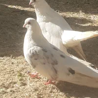 کفتر|پرنده|جیرفت, |دیوار