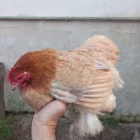 مرغ کوشین کُرچ|حیوانات مزرعه|رشت, تازه آباد|دیوار