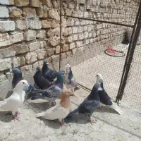 کبوتر پلاکی