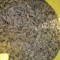 توم کانادایی|خوردنی و آشامیدنی|حسین آباد, |دیوار