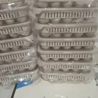 سیره عکس بعدی|پرنده|کوهدشت, |دیوار