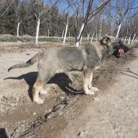 ماده سراب نسل بز سرخاب