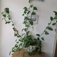 گل طبیعی|گل و گیاه طبیعی|فلاورجان, |دیوار