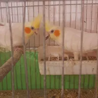 طوطی عروس|پرنده|رشت, بازار|دیوار