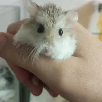 همستر روبروسکی