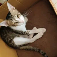 واگذاری رایگان بچه گربه (پسر) dsh چهار ماهه