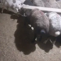 بره نر .بره ماده .شیشک .و میشو .قوچ