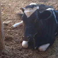 کود گاوی|عمدهفروشی|تربت جام, میان جام|دیوار