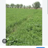 یونجه