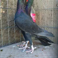 کبوتر کاریر درجه یک مولد و جوجه