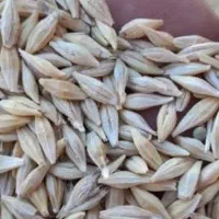 جو محلی ما محصول زمین های خودمون